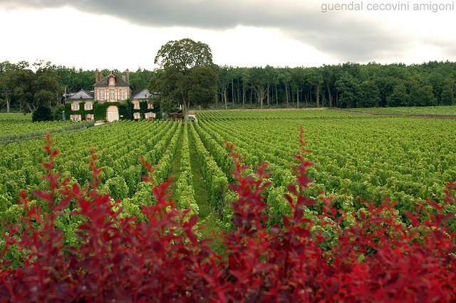 burgundy-vineyards-pinot-noir